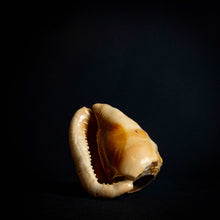 Load image into Gallery viewer, intricately engraved shell, showcasing the delicate details and natural textures of the piece.