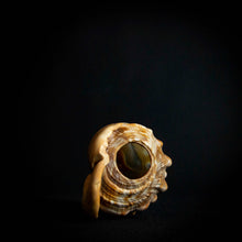 Load image into Gallery viewer, intricately engraved shell, showcasing the delicate details and natural textures of the piece.