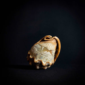 intricately engraved shell, showcasing the delicate details and natural textures of the piece.