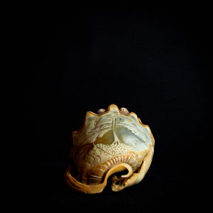 intricately engraved shell, showcasing the delicate details and natural textures of the piece.